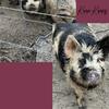 Kune Kune pigs and old spot pigs