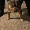 American bully  Blue TRI  bully( studding) $550