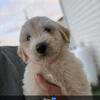 Great Pyrenees- Goldendoodle puppies 