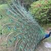Peacocks
