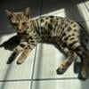 Bengal Purebred 5 month old kitten