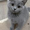 Blue/Grey British Shorthair Kitten