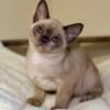 European Burmese girls are ready for adoption