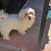 BEAUTIFUL MALTESE FEMALE READY FOR LOVING HOME