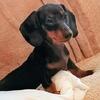 DACHSHUND puppies Full blooded - only 3 left (REDUCED)  (STATESVILLE, NC)