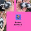 Texel, Angora, mosaic fancy mice! (and tricolor, merles growing now)