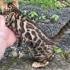 Spotted and marble Bengal kittens