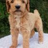 AKC Standard Poodle Puppies