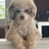 Toy Poodle (Male)