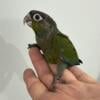 Crimson belly conures