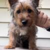 Silky terrier mix male 6 months old