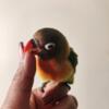 Handfed baby lovebird