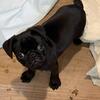 Pug puppy male 