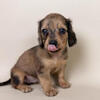 Mini Dachshund