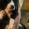 Lab mix puppies 9 left