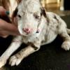 Brown Merle Aussiedoodles