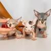 Sphynx kittens Pure breed