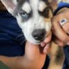 Siberian husky for sale