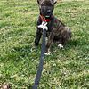 Cane corso 6 months old