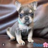 AKC French Bulldog puppies