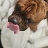 🐾 Rehoming Our Pocket Bully, Bear – Marshall, MI 🐾