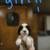 English springer spaniel puppies 6 puppies left!