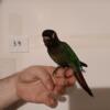 Misty Violet Green Cheek Conure Babies