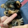 Tiny tiny little yorkie boys 