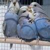 English Budgies 