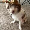 purebred male australian shepard 