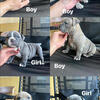 American bully