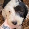 Old English Sheepdog Puppies