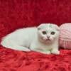 Female Scottish Fold - (Pink)