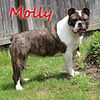 Molly Female OEB Adult For Sale Brickhouse Bullies PET ONLY