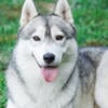 Retired Champion Siberian Husky