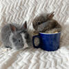 Tiny lion heads blue, lavender and torts 
