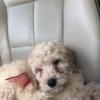 F1b goldendoodle puppy! First shots and dewormed. Great disposition!