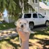 Pomsky puppies ready middle of july