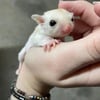 White baby male sugar glider