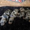 Mini dapple dachshund puppies born May 17th