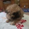 Small shihtzu pomeranian puppy female SOLD