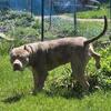 XL American Bully Stud