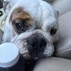 Male english bulldog