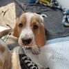Basset Hound Puppies