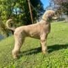 Standard poodle female 