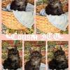 Beautiful Fluffy European CFA Maine Coon Kittens