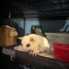 Trio of Sugar Gliders