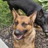 Female GSD for sale, located in meridian