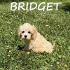 Bridget Female Cockapoo Puppy