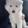 2024 November Samoyed Litter in MN